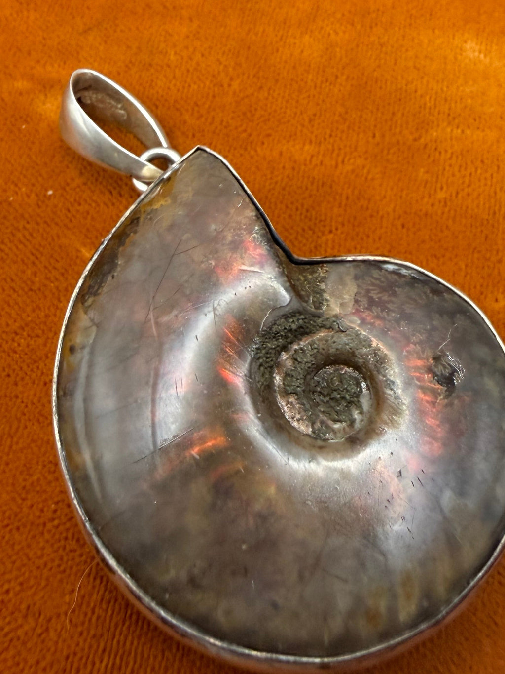 .925 Ammonite