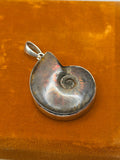 .925 Ammonite